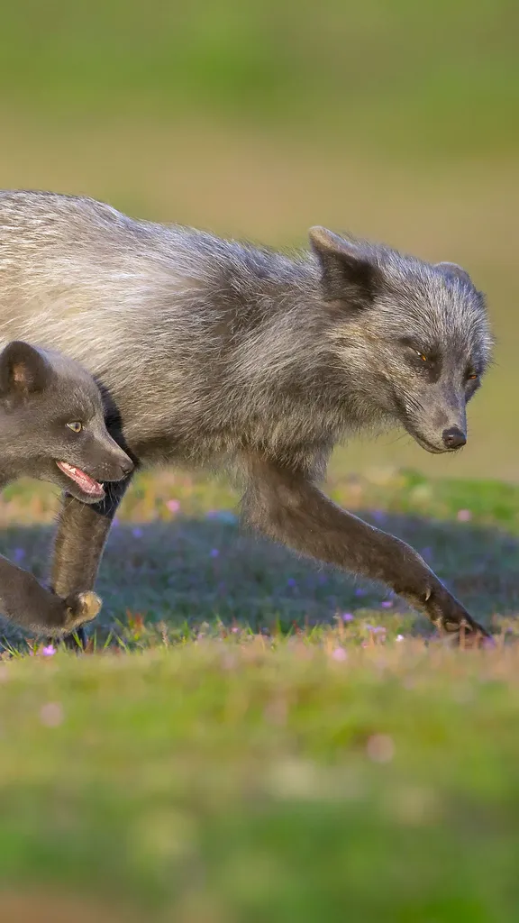 This father won't be outfoxed