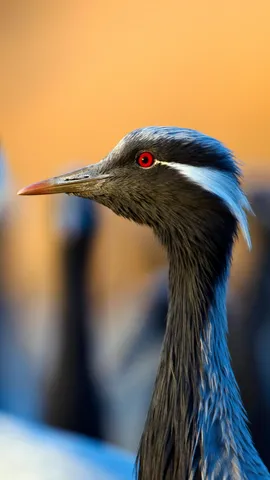 求愛ダンスが得意な鳥