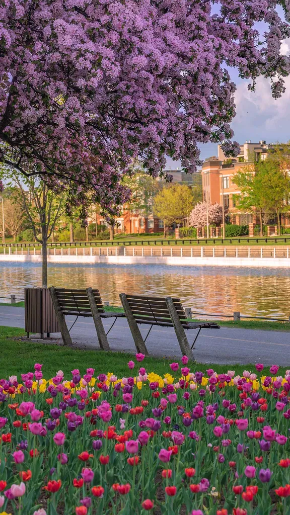 When Ottawa turns tulip
