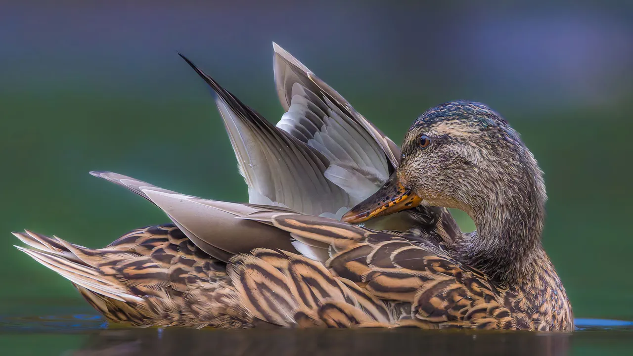 Mallard duck