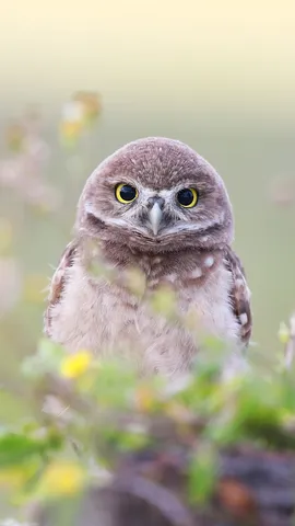 Hoot hoot hooray!