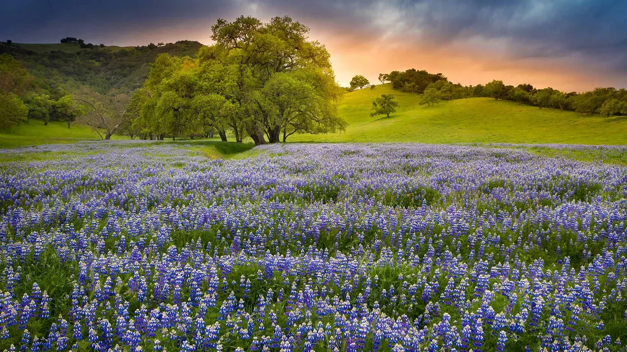 A season written in lupine