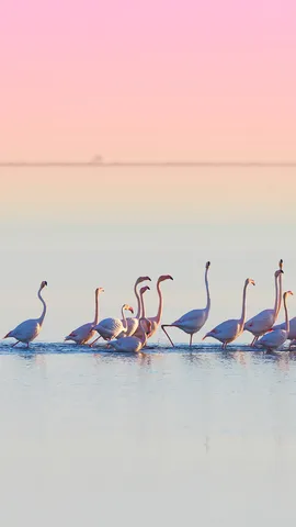Un grupo muy flamenco