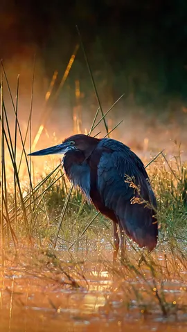 世界最大のサギ