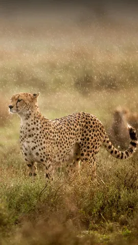 La velocidad perfecta