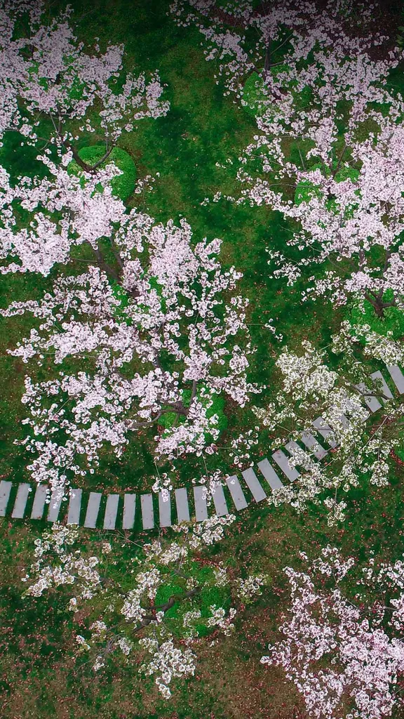 Un sentiero costellato di petali