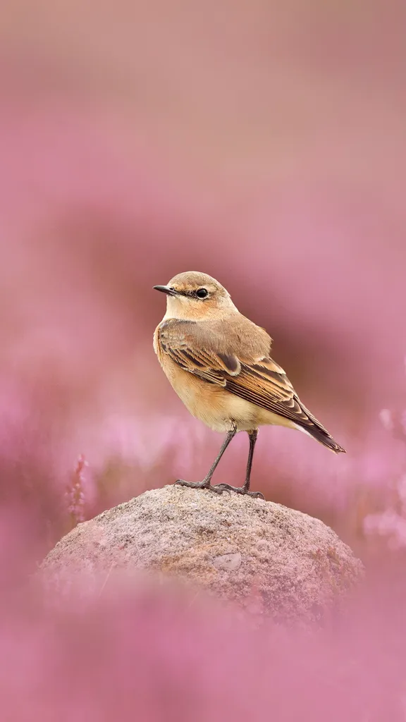 Esbelto y parlanch&iacute;n