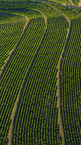 Plantando para poder colher