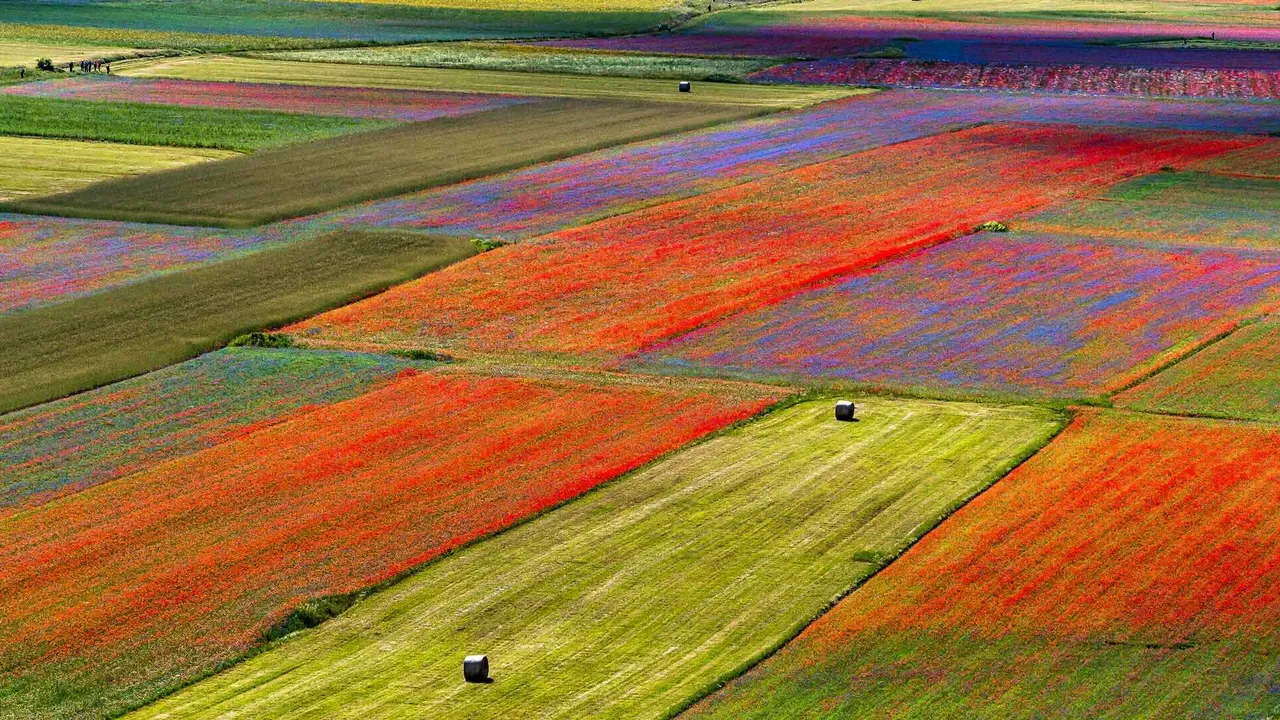 Fiori e Geometria
