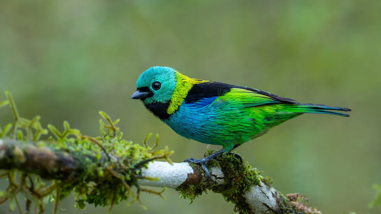 Sete cores, zero discri&ccedil;&atilde;o