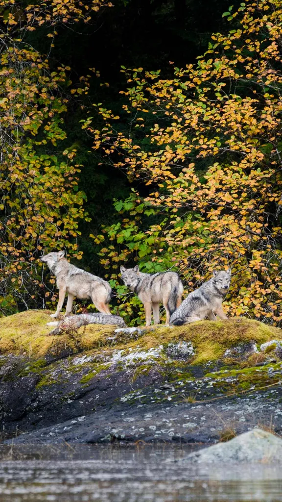 Une esp&egrave;ce de loup unique