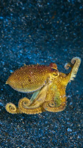 Ocho tent&aacute;culos indonesios