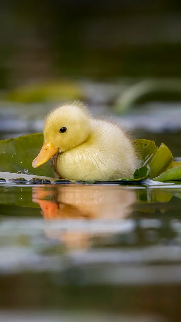 Quem disse que eles n&atilde;o sabem nadar?