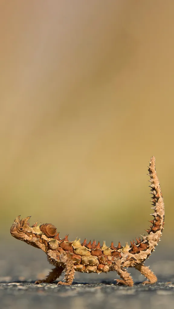 Qui s'y frotte s'y pique !