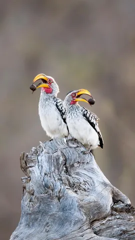 Envol vers la vie sauvage