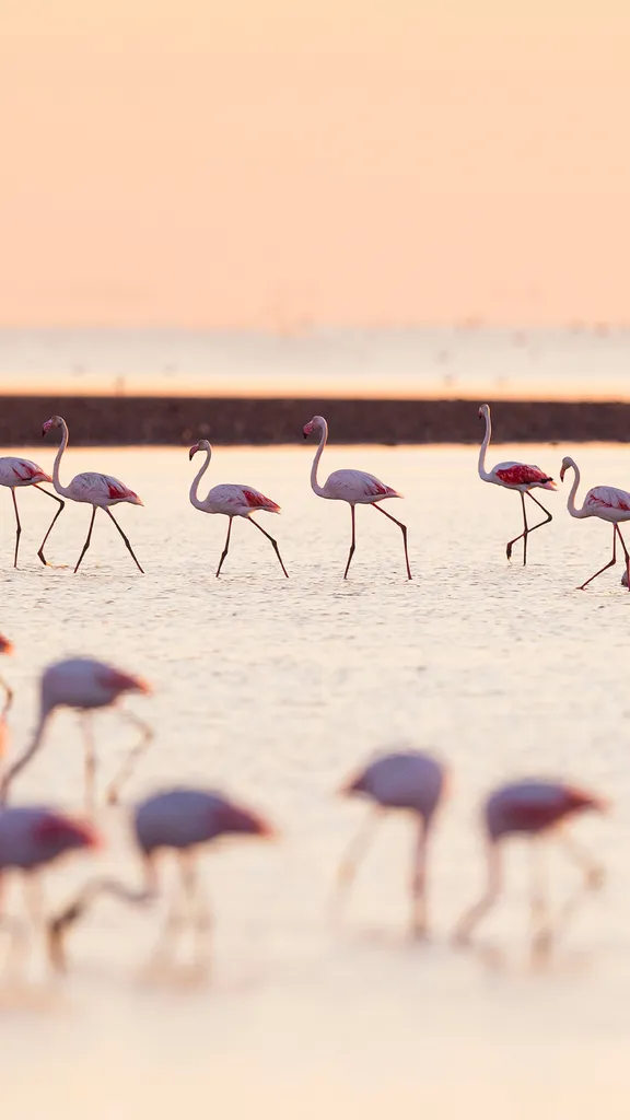 Les divas de la Camargue