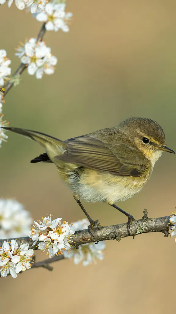 Ein Vogel mit gutem Ruf