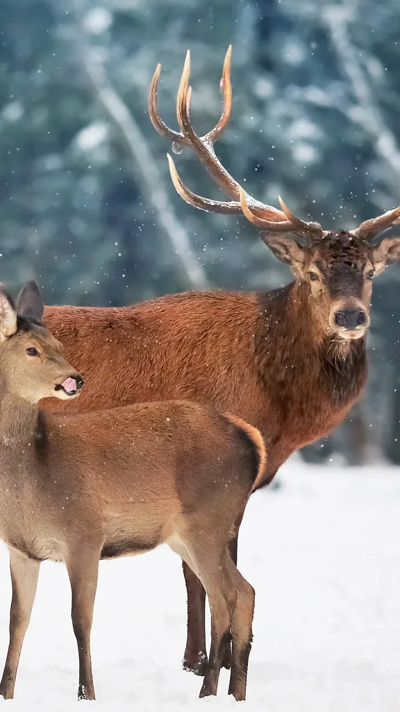 Florestas coroadas de vida
