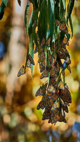 Dan&ccedil;a das borboletas
