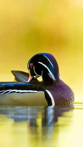 今日は「世界渡り鳥の日」