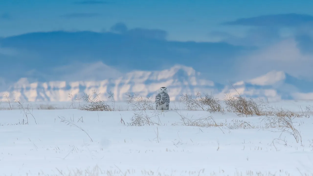 Snowy owl near the Canadian Rockies, Canada