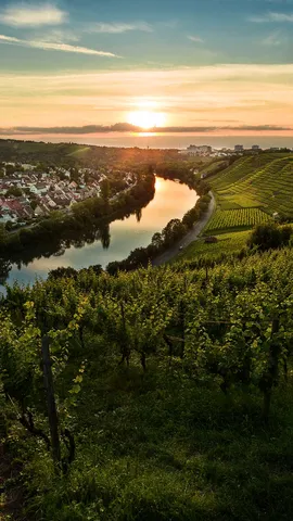 Rebh&auml;nge im Abendlicht
