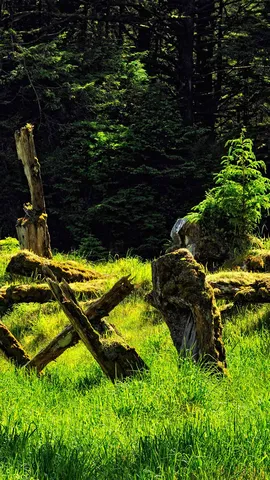 Among the cedar and spruce