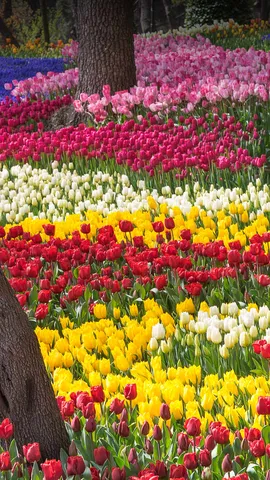 恣意绽放的郁金香