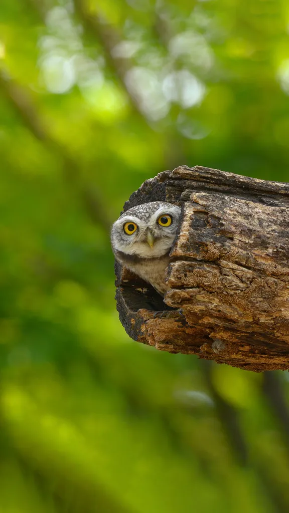 木の穴から顔を出すかわいいフクロウ