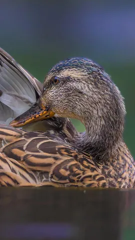 Mallard duck