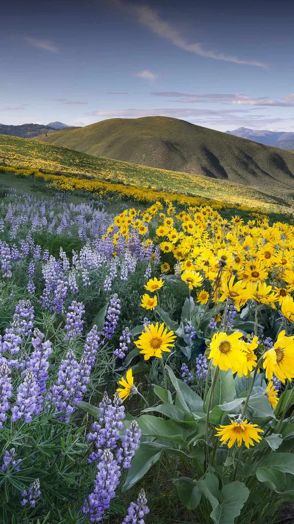 ルピナスとバルサムルートが織りなすコントラスト