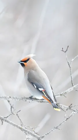 Gefiederte Fashionistas