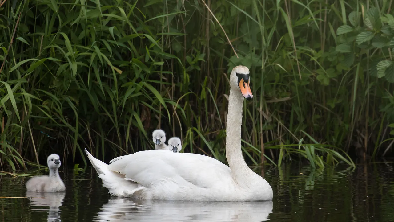 Mute swan with chicks, Hesse, Germany