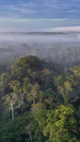 今日は世界熱帯雨林の日