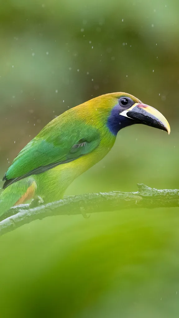 C&rsquo;est qui le plus beau ?