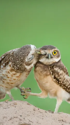 Um dia extra especial