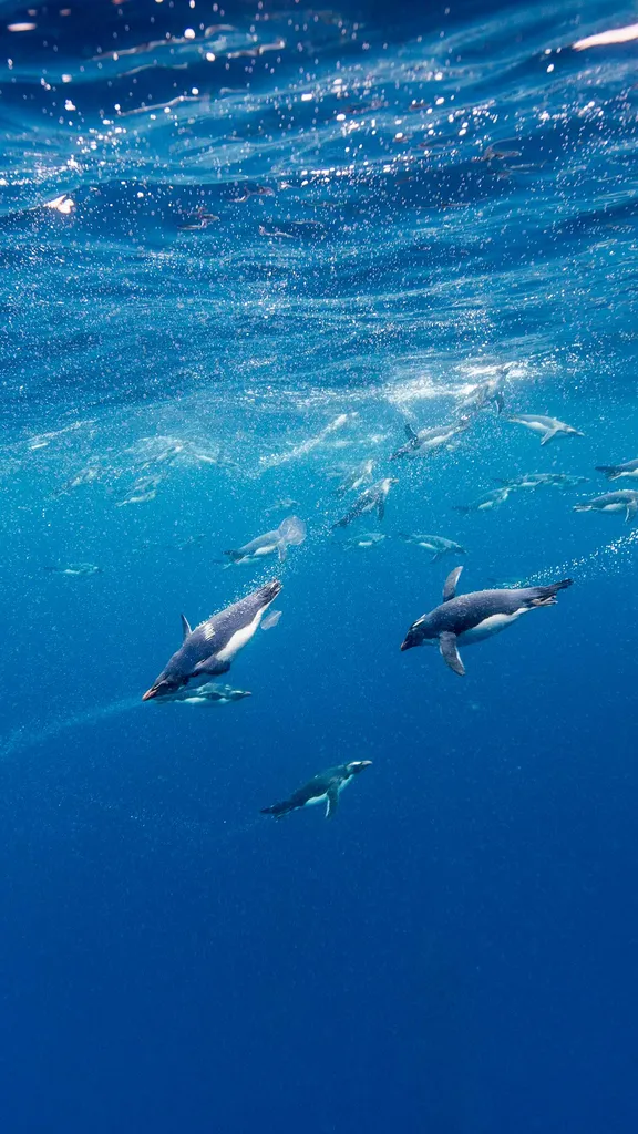 Pinguini Macaroni in un mare ghiacciato!