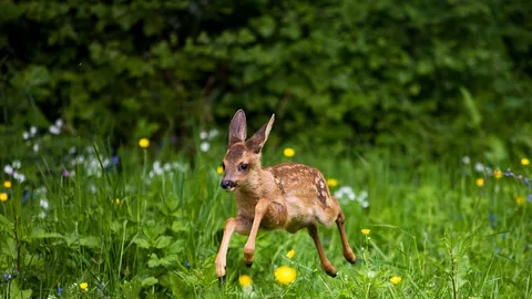 Rencontre avec les faons chevreuils