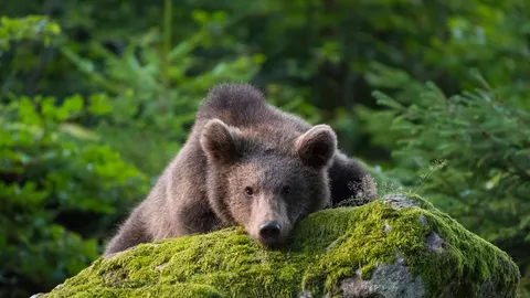 Wild und wachsam
