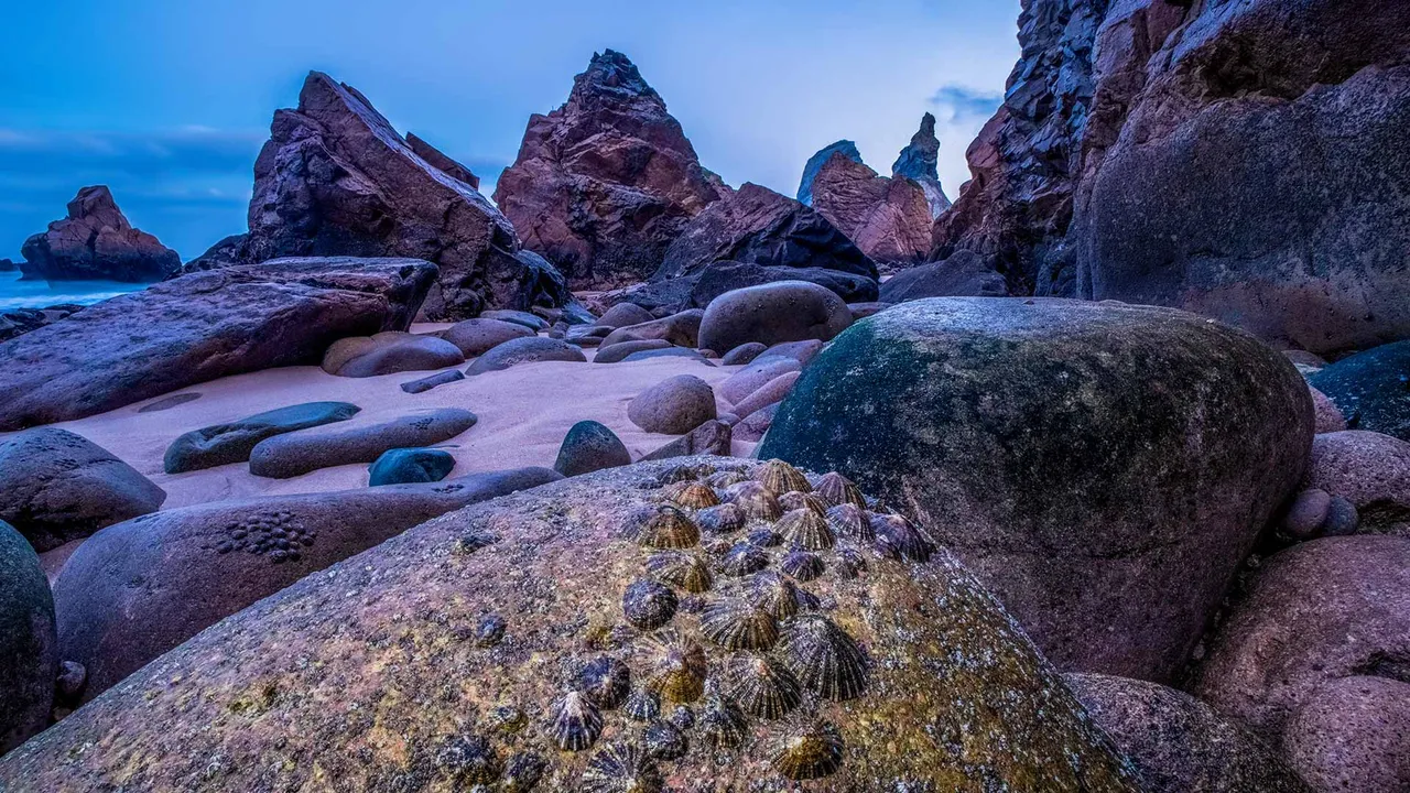 Limpets exposed at low tide on the coast of Praia da Ursa, Portugal
