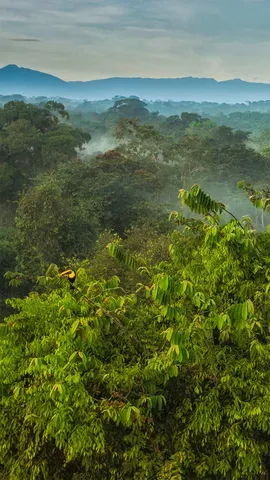 La Selva生物站热带雨林树冠上的黑嘴巨嘴鸟，哥斯达黎加