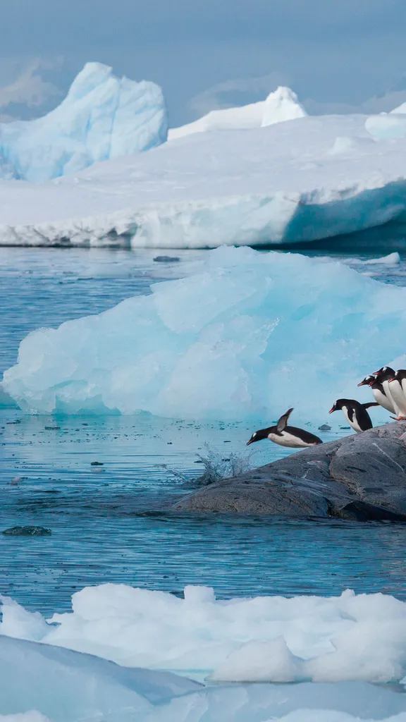 Springer und Taucher