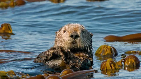 No 'otter' like them