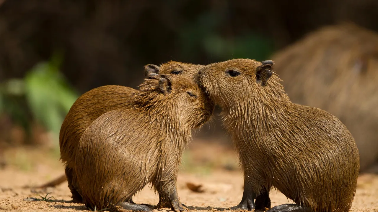 Capivaras: os Reis da Pregui&ccedil;a!
