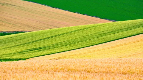 美しい黄金色の小麦畑