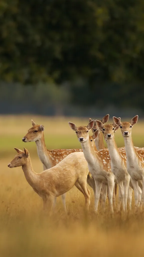 Una dama vestida de amarillo