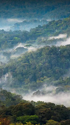 Le refuge du gorille