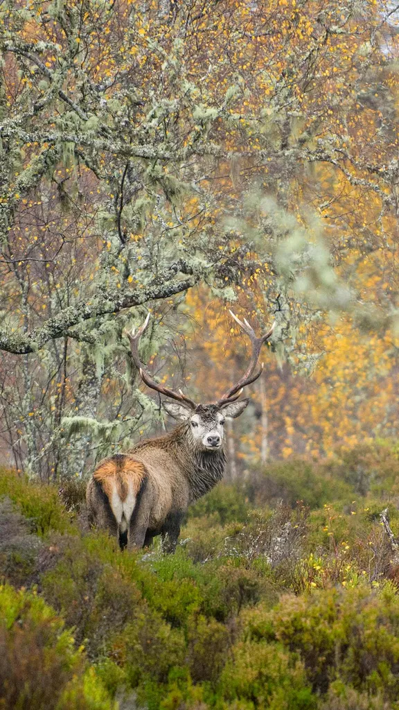 Le ma&icirc;tre de ces bois