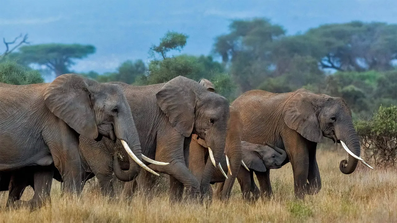 家庭出游