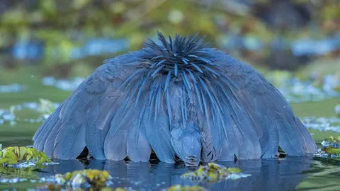H&eacute;ron ou parapluie aquatique ?